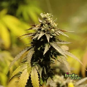 Auto Oreoz > Linda Seeds