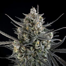Pound Cake Auto > Fast Buds Company