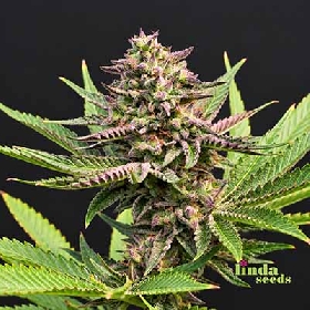 Auto Purple Haze > Linda Seeds