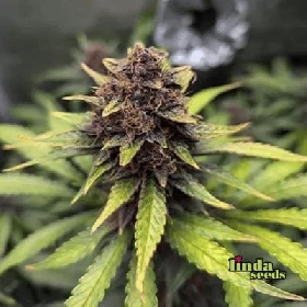 Auto Purple Haze > Linda Seeds