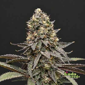 Auto Purple Kush > Linda Seeds