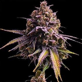 RS11 Auto > Empire Seeds