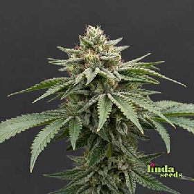 Runtz Auto > Linda Seeds