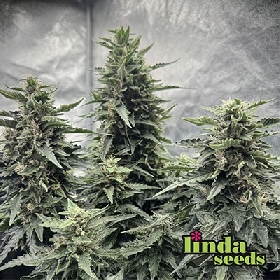 Runtz Auto > Linda Seeds