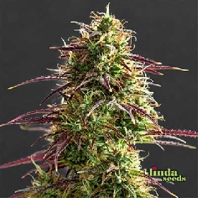 Strawberry Haze Auto > Linda Seeds