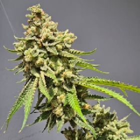 Auto Strawberry Haze > Vision Seeds