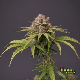 Auto Tresor Buds > Linda Seeds