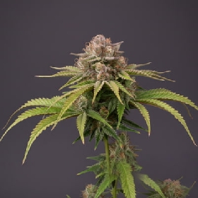 Auto Tresor Buds > Linda Seeds