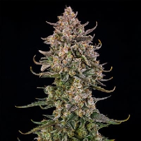 Auto Triangle Kush > Silent Seeds