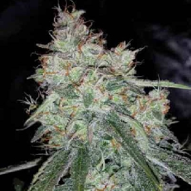 Auto Triangle Kush > Mephisto Genetics