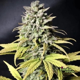 Auto Tropicana Cookies > Linda Seeds
