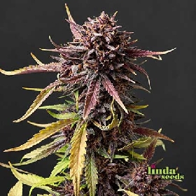 Auto Tropicana Cookies > Linda Seeds