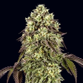 Auto Zunami Peach > 00 Seeds Bank