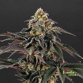 Autoflower CBD > Linda Seeds