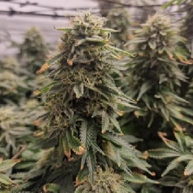 Badaboom > Bask Triangle Farms