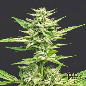 Balkonien Glück (F1 Fast Flowering) > Linda Seeds