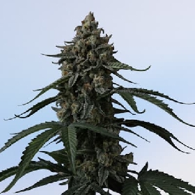 Banana Cherry Cookies Auto > Fast Buds Company