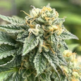 Auto Banana Dessert > R-Kiem Seeds