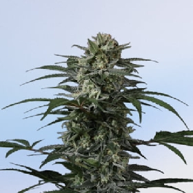 Banana Frost Auto > Fast Buds Company