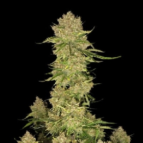 Banana Guava Auto > Fast Buds Company