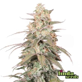 Banana Punch > Linda Seeds