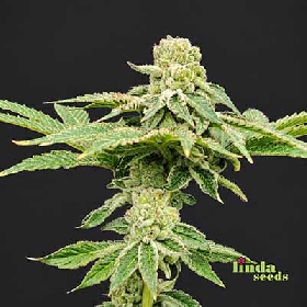 Banana Punch > Linda Seeds