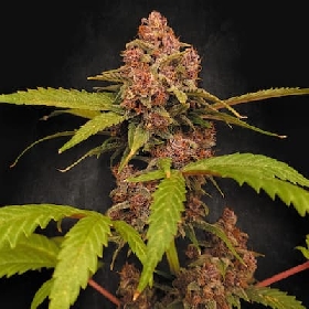 Banana Purple Auto > Paradise Seeds