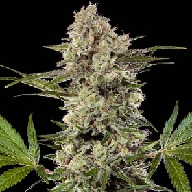 Banana Runtz > Barney's Farm