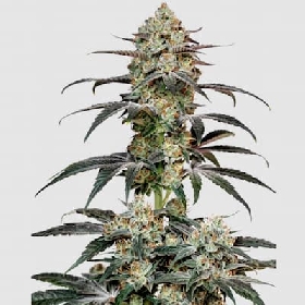 Banana Sherbert > Growers Choice