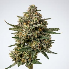 Bananozz > Perfect Tree