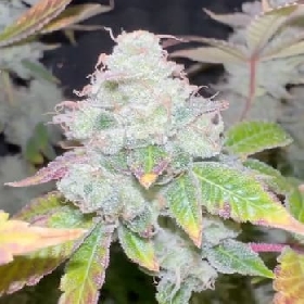 Barcelona Puff Auto > Seed Stockers