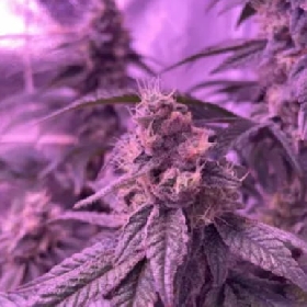 Barcelona Puff > Seed Stockers