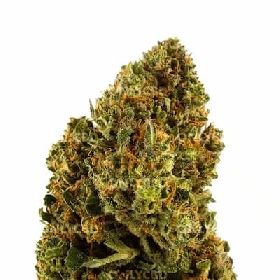 Berry Cream CBD > Only CBD