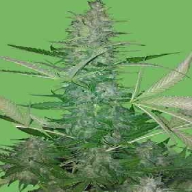 Big Low > Seeds of Life