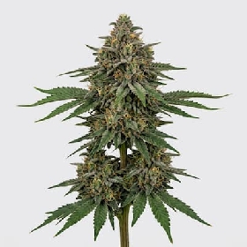 Biker Kush x K-Mintz > Ripper Seeds