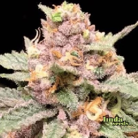 Biscotti Mintz > Linda Seeds