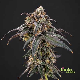 Black Cherry Punch > Linda Seeds