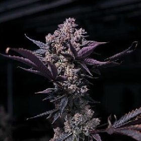 Black Fruit > Tramuntana Seeds