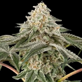 Black Lily > Sensi Seeds