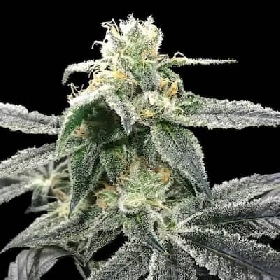 Blue Dream > DNA Genetics