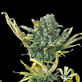 Blue Zushi > Original Sensible Seeds