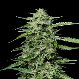 Blueberry Honey > Humboldt Seed Company
