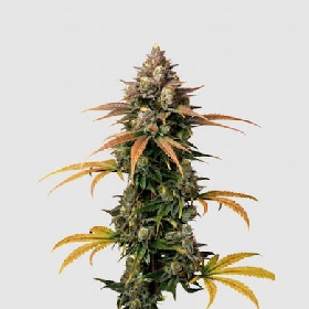 Brain Damage > Growers Choice