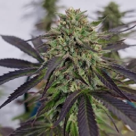Bruce Banner Auto > Barneys Farm