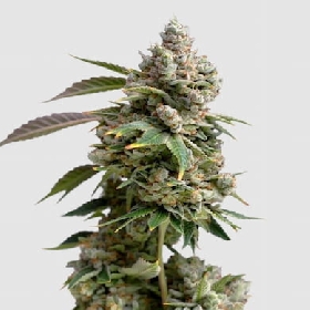 Bruce Banner > Growers Choice