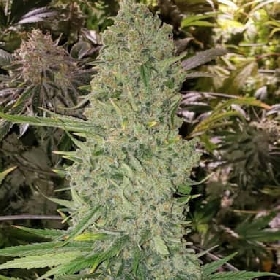 Bruce Banner III Auto > Growers Choice