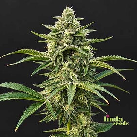 Bruce Banner > Linda Seeds