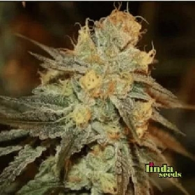 Bruce Banner > Linda Seeds