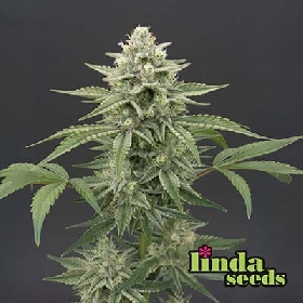 Auto Bruce Banner > Linda Seeds