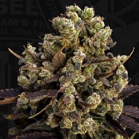 BubbleDawg > TH Seeds